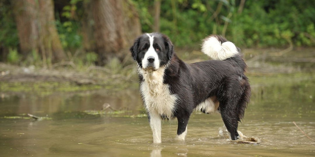История одного предательства: породистого алабая бросили привязанного к дереву