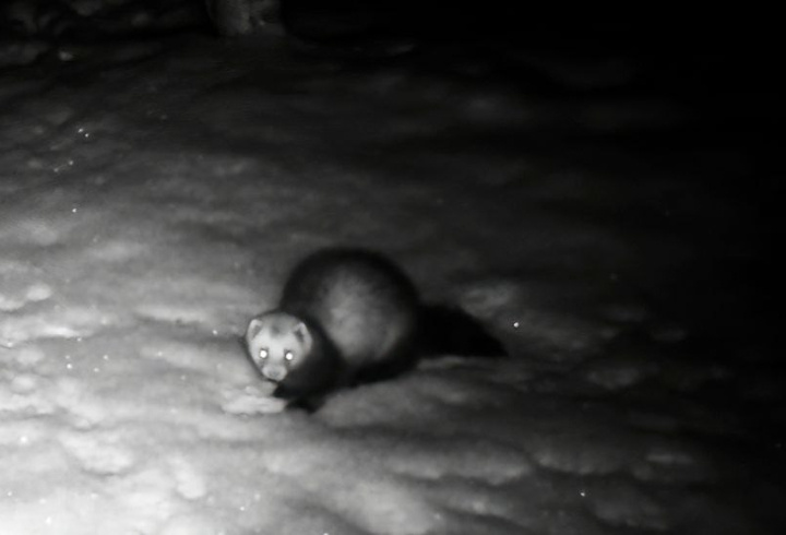 фото: Нижне-Свирский государственный заповедник