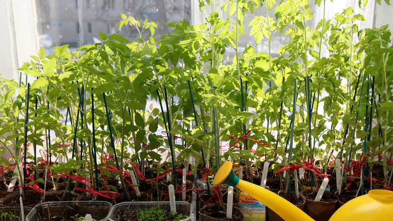 Результат беспорядочных подкормок