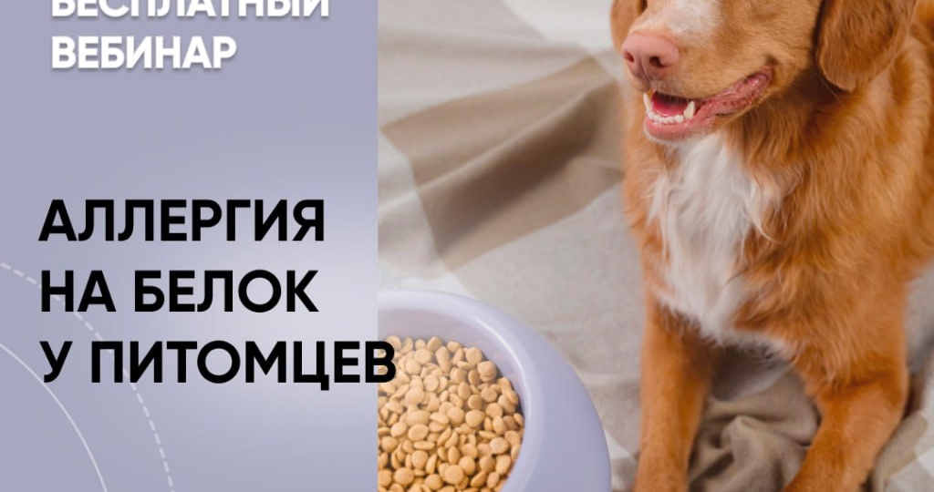 Записи вебинаров Школы "Хвост Ньюс