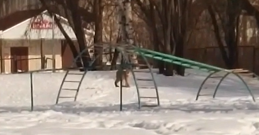    «PRO Питкяранту» / VK