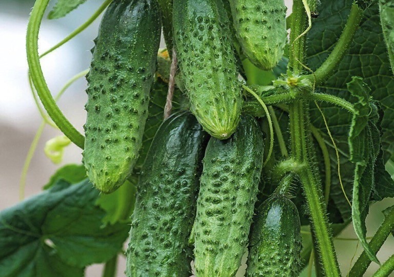 Лучшие балконные огурцы: урожай круглый год в квартире – обзор 5 лучших сортов