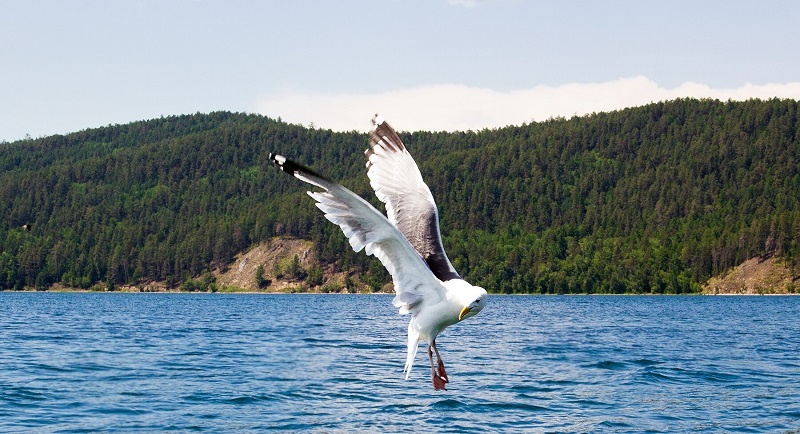 Ушканьи острова