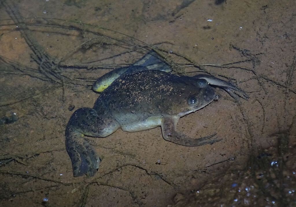 Xenopus clivii выглядит как пришелец, случайно попавший на Землю.
