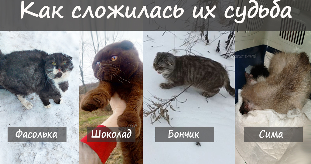 Спасённые котейки. Рассказываем, что с ними стало.
