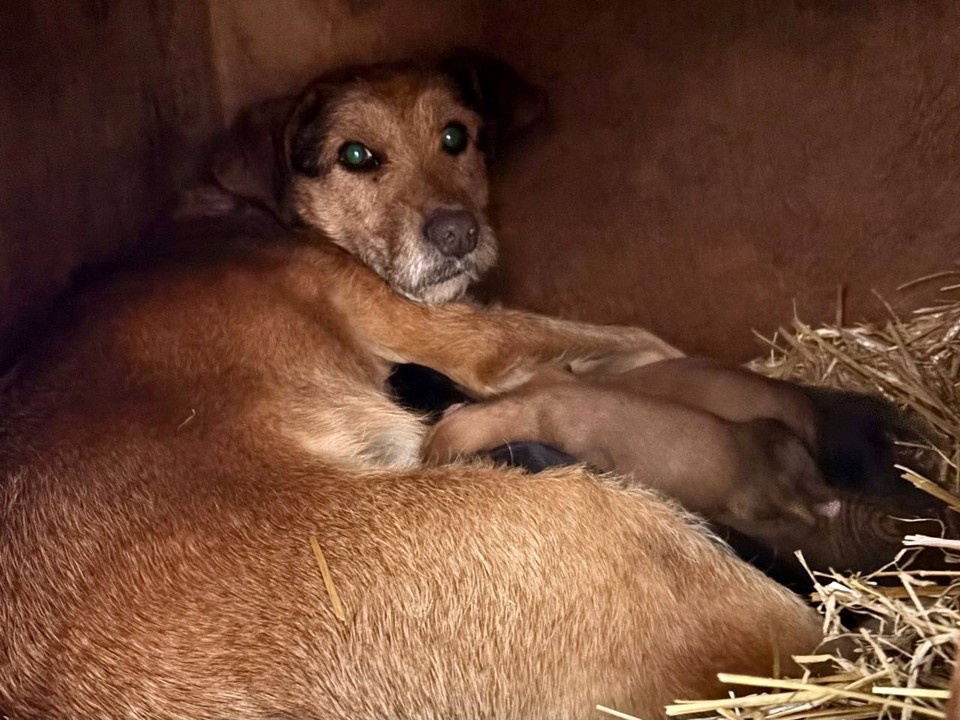    Фото: 4 ЛАПЫ ТЮМЕНЬ.