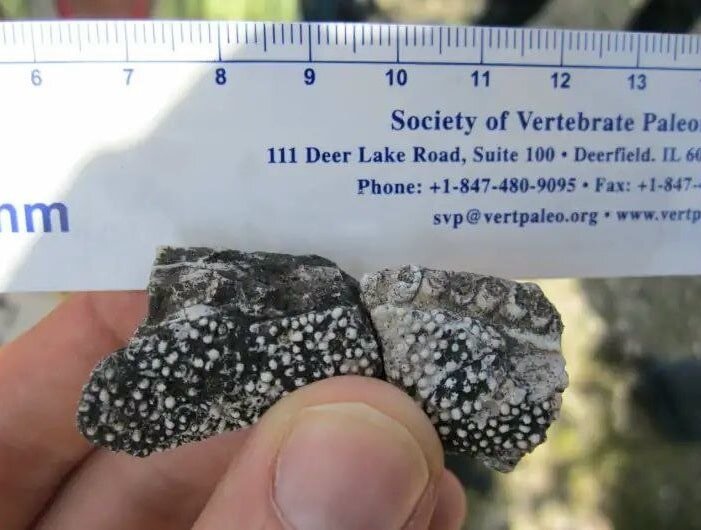    Зубчики, напоминающие терку / © Ken Angielczyk, Field Museum