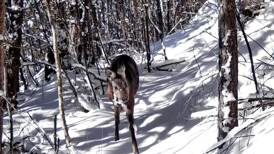 Редкий снимок кабарги удалось сделать на Алтае