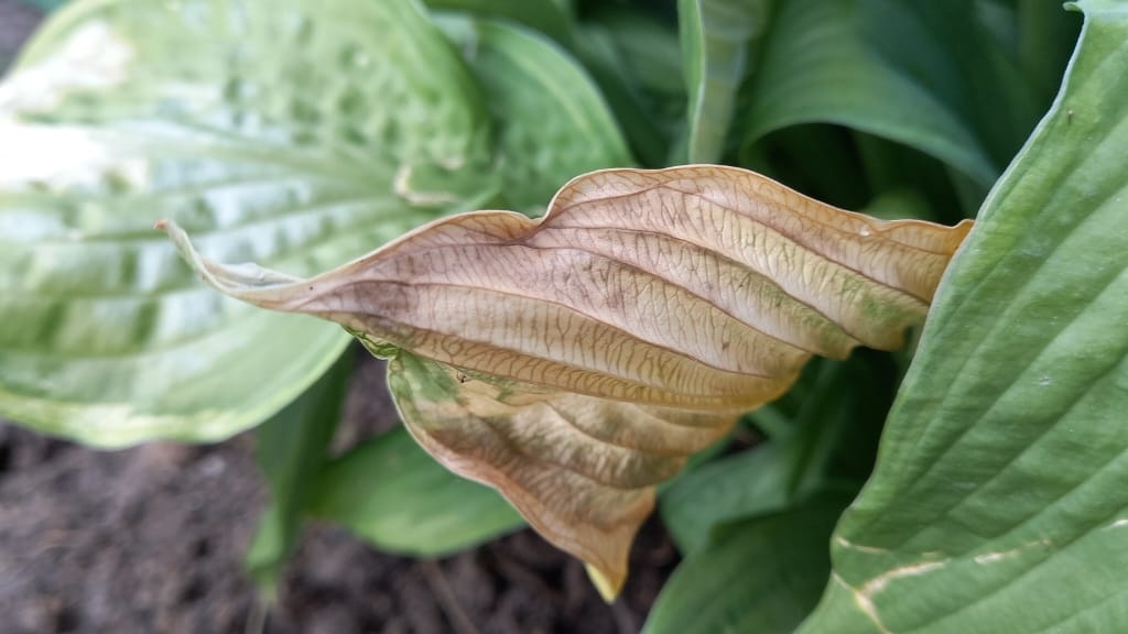 Так выглядела моя хоста после трех лет в тени — позор, а не растение