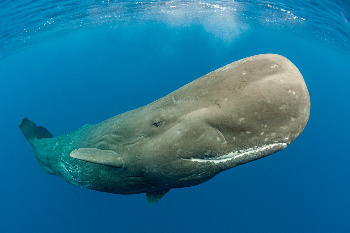 Алексей Зозуля