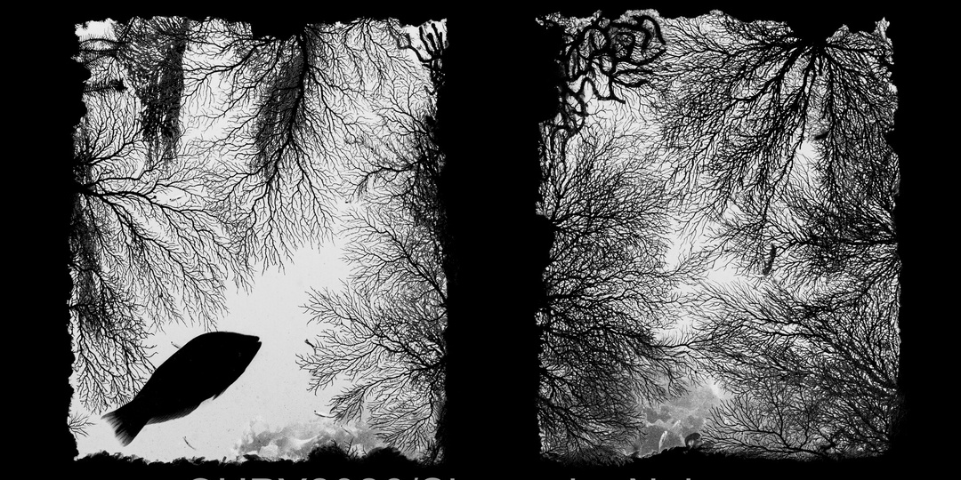 Лучшие подводные фотографии года