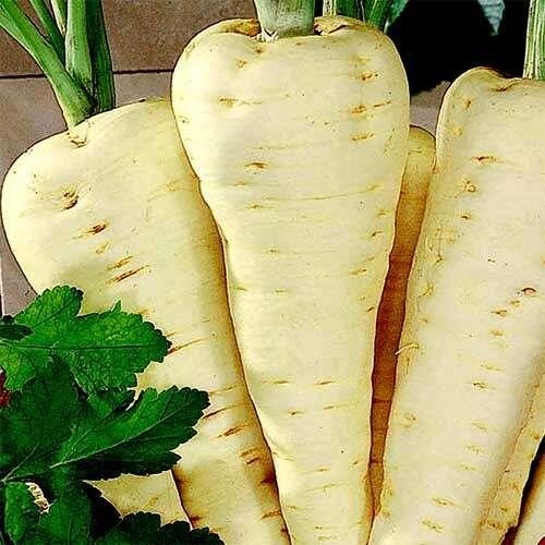 Пастернак Кулинар — гармония вкуса и универсальности