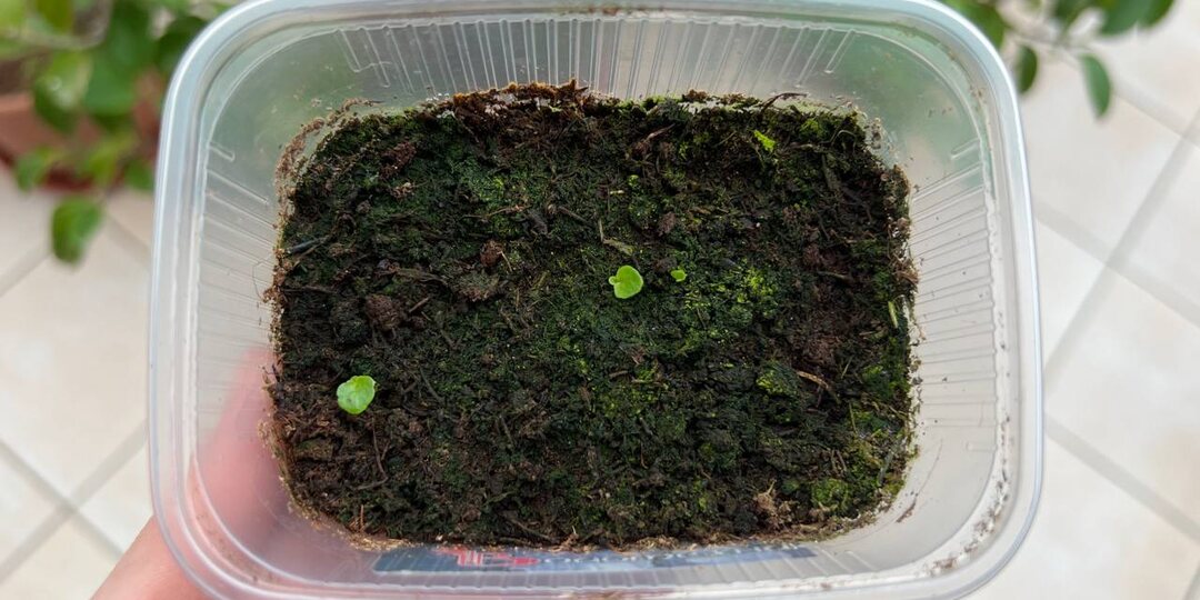 ПОЗЕЛЕНЕЛА ЗЕМЛЯ в рассаде — что это и КАК с этим БОРОТЬСЯ?