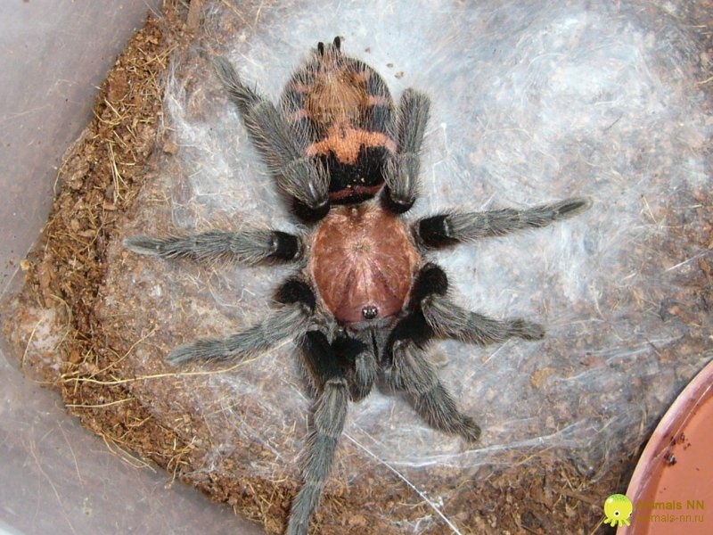 Знакомьтесь: тот самый «тигровый» окрас, за который этот вид полюбили во всем мире.