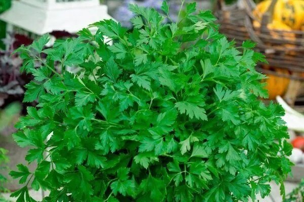 Петрушка Богатырь — стандарт урожайности и силы