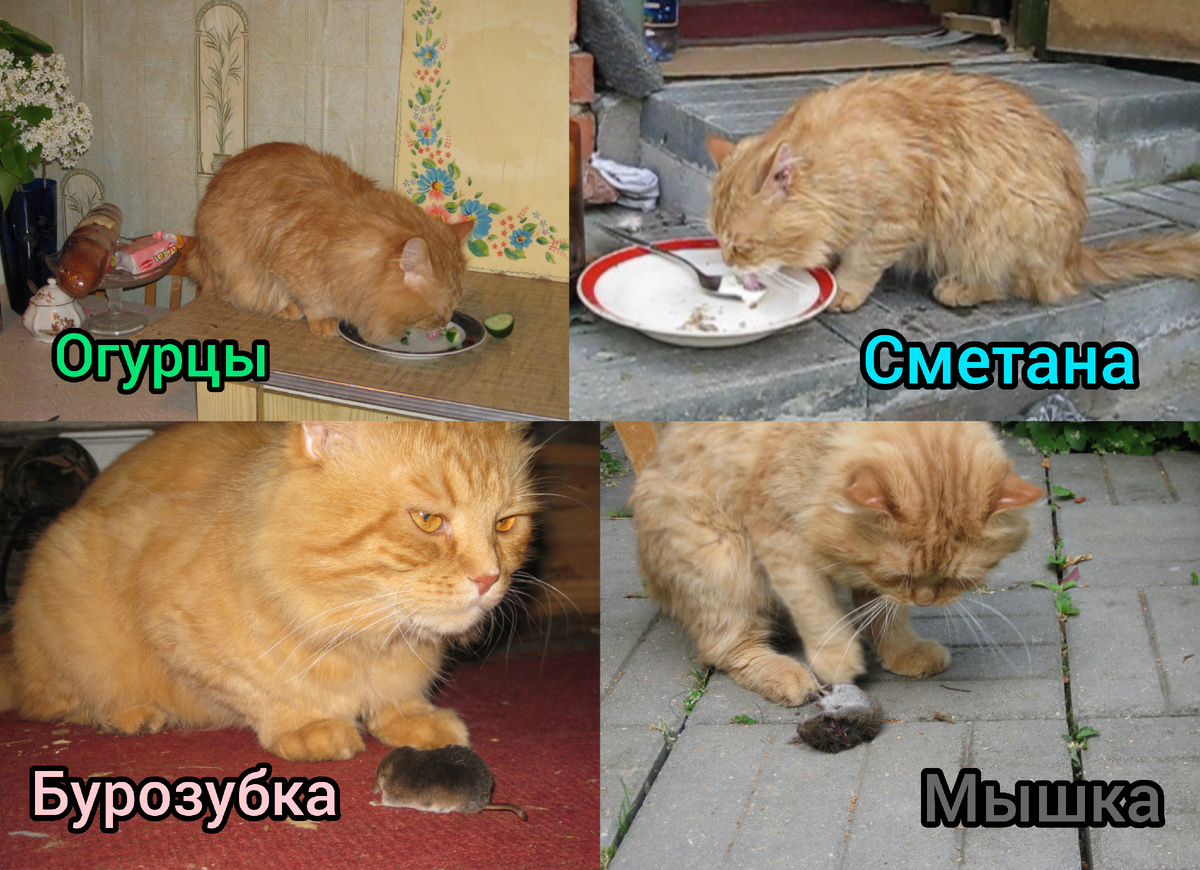 ВКУСНО  -  НЕВКУСНО