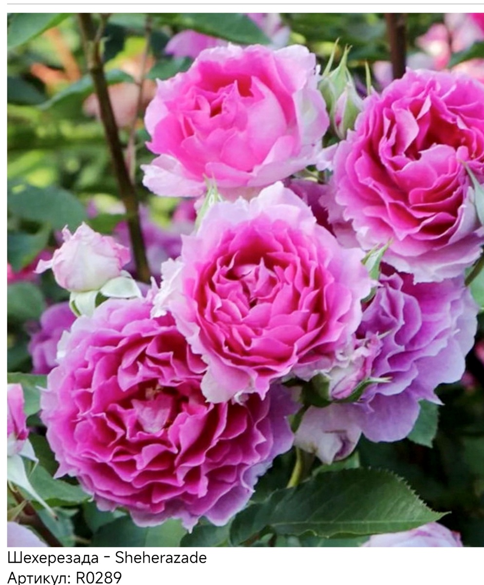 Фото с сайта Вита-Роза - питомник роз на Кубани.