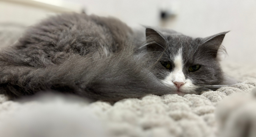    Фото progorod43.ru