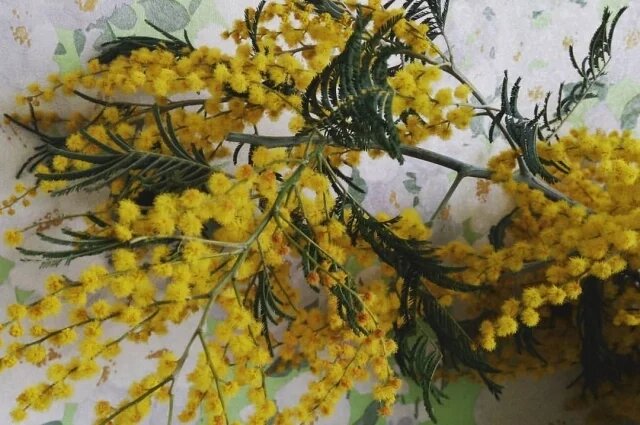    Что продают на 8 марта под видом мимозы?