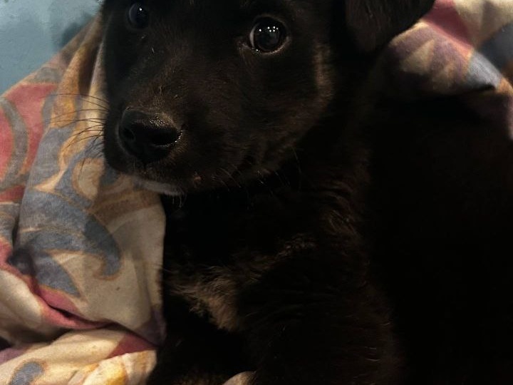 🆘Срочный сбор🆘 Долги в клинике душат приют❗