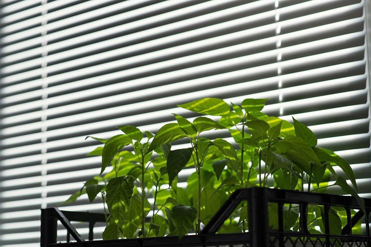 Даже небольшие ошибки в уходе заставляют рассаду вытягиваться. Источник: Artem Podporin / Shutterstock / FOTODOM📷
