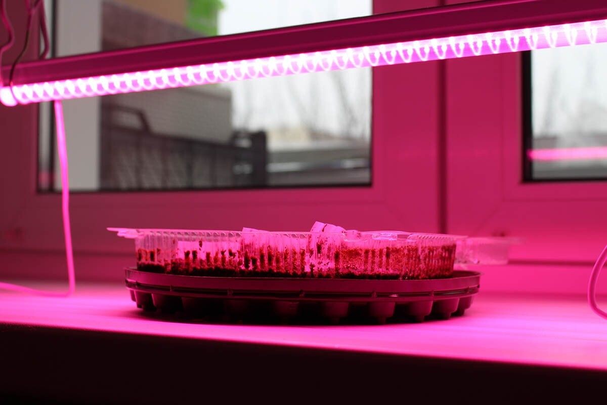 Лампу поставьте на расстоянии 10–15 см от макушек растений. Источник: Hanna Shapialevich / Shutterstock / FOTODOM📷
