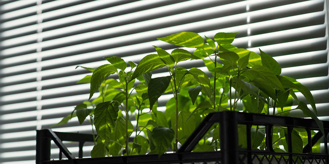 Почему вытягивается рассада и что с этим делать