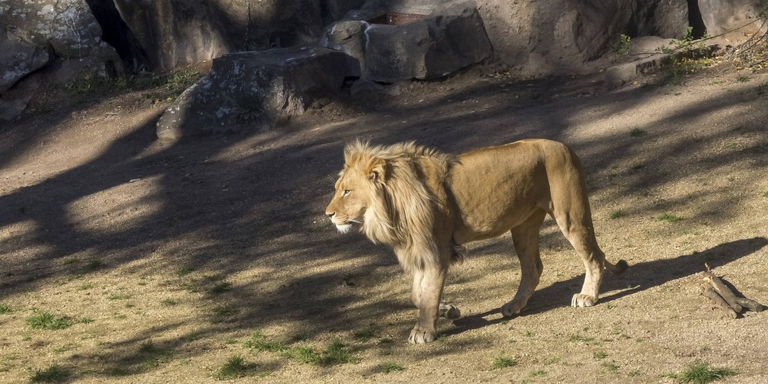Третья операция на горизонте: тяжелые будни льва Гермеса в «Земле Прайда»