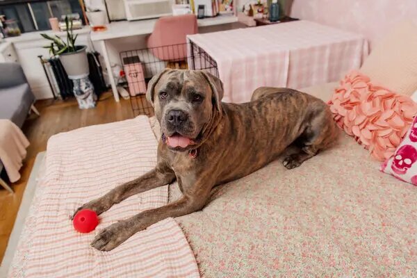 Большая собака