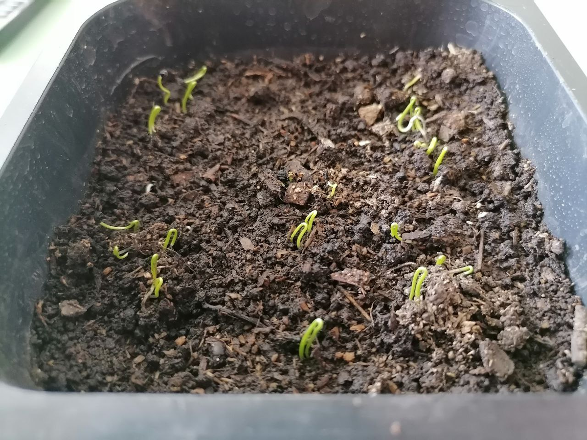 Сколько дней всходит лук? Фото автора