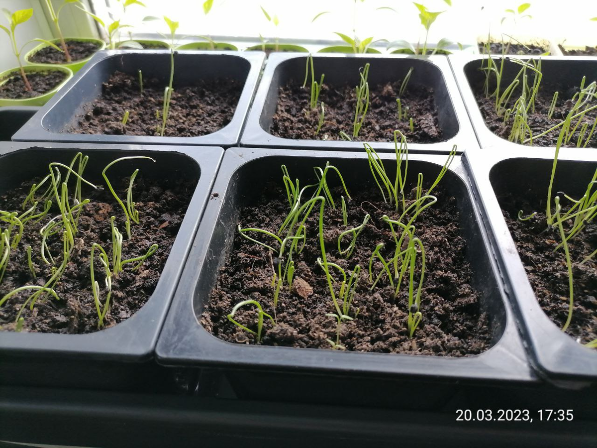 Рассада лука, в каждом горшке свой сорт, фото из архива автора