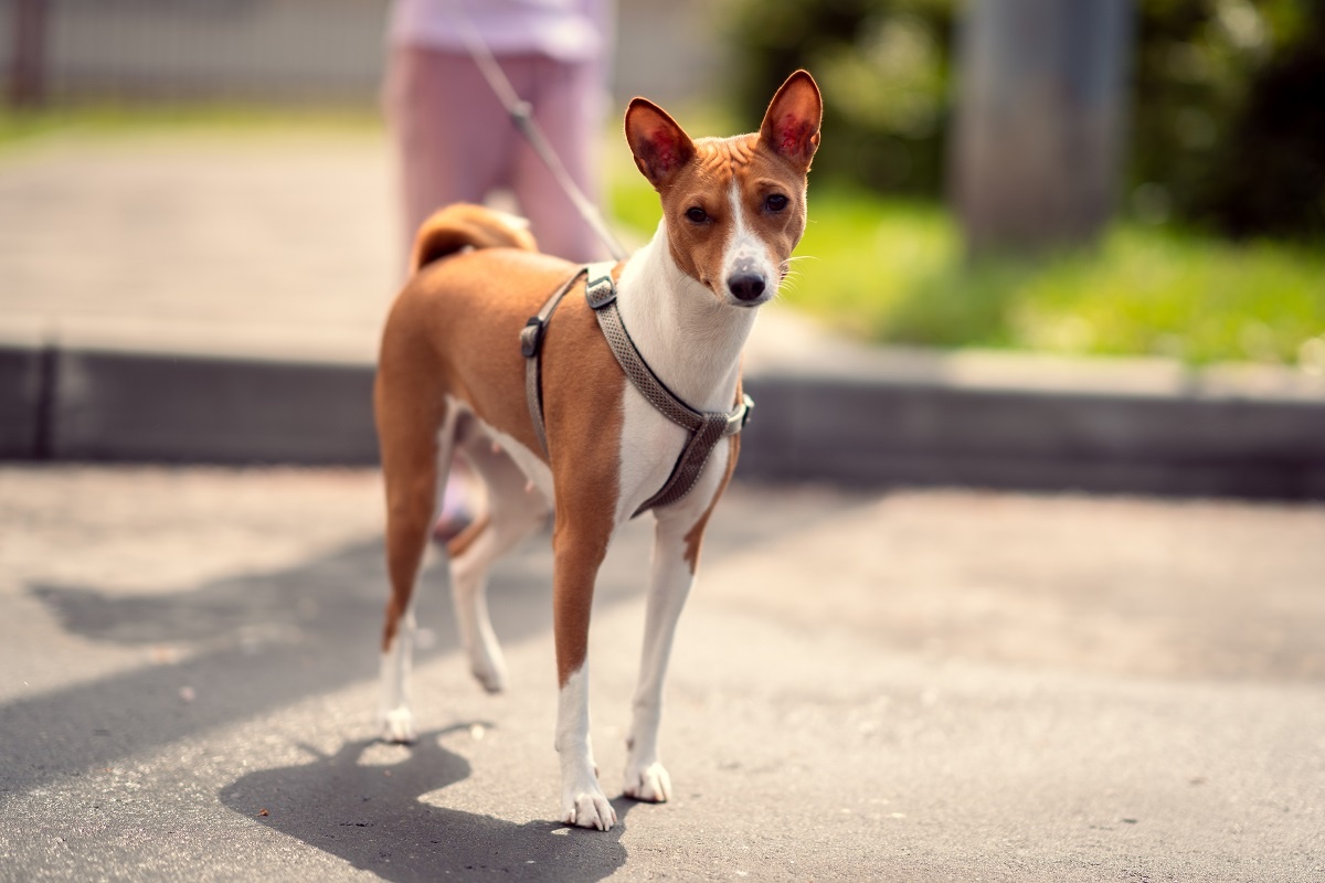 Гулять с щенком можно только после полного курса вакцинации. Фото: Александр Плонский / "Питомцы".