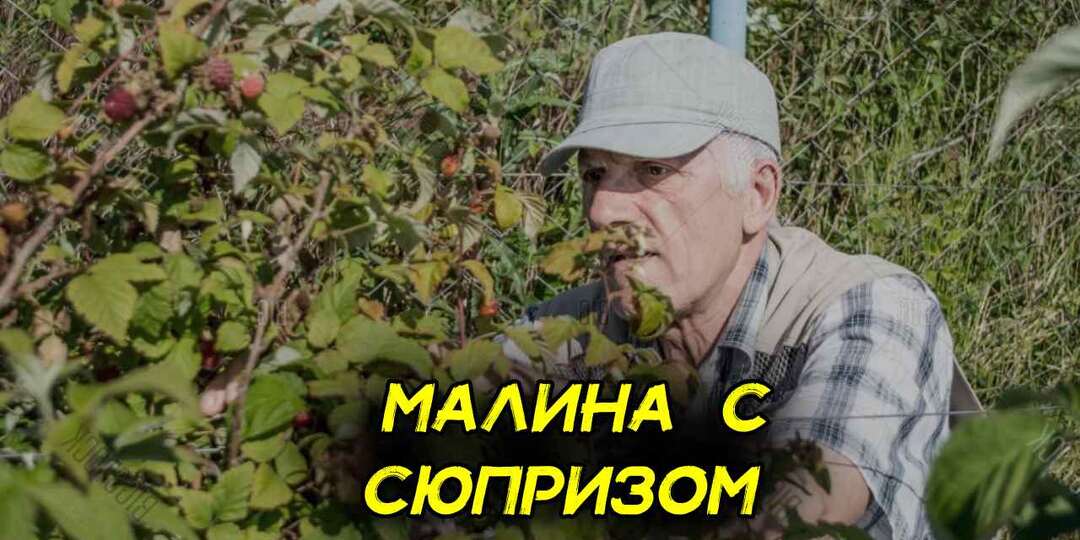 Сосед по даче теперь обходит за 3 версты. Как я проучил деда, который воровал мою крупную малину. Фото малины больше монеты