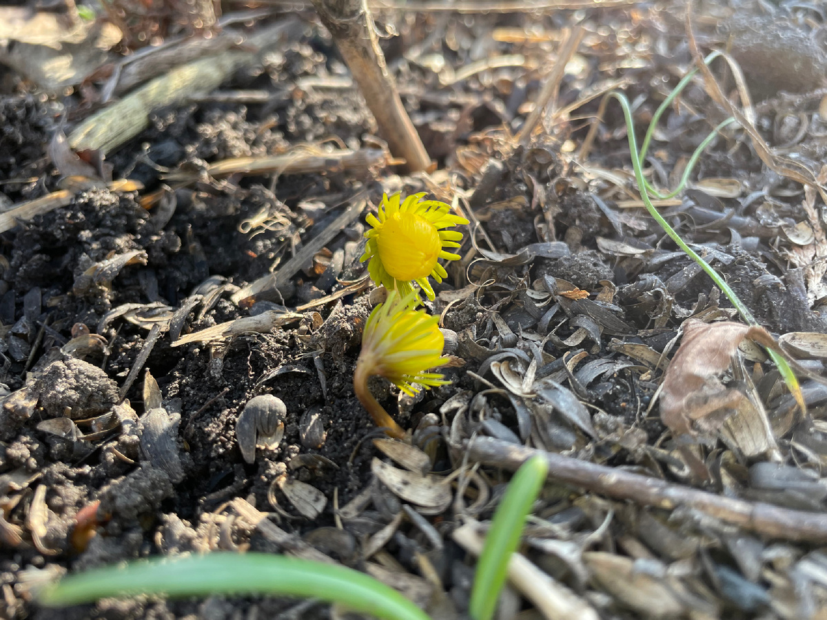 Солнечный львёнок эрантис