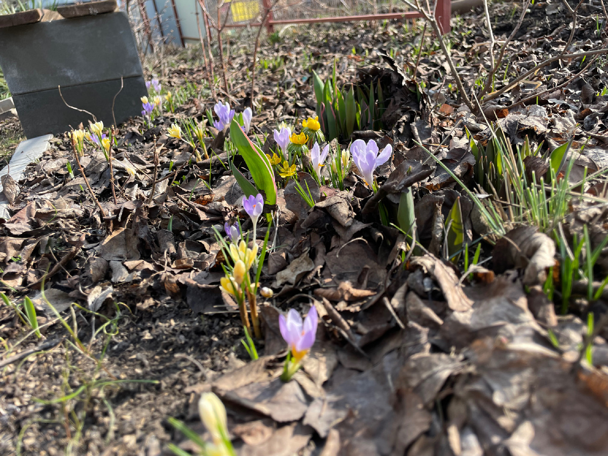 Крокусы, эрантис, тюльпаны