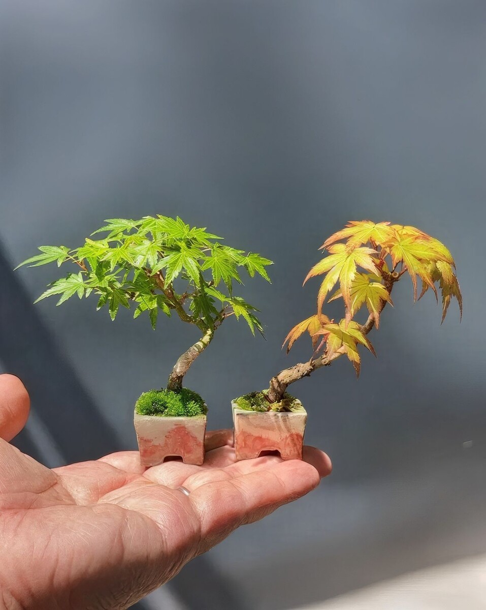 Мамэ и Сито (листайте вправо)