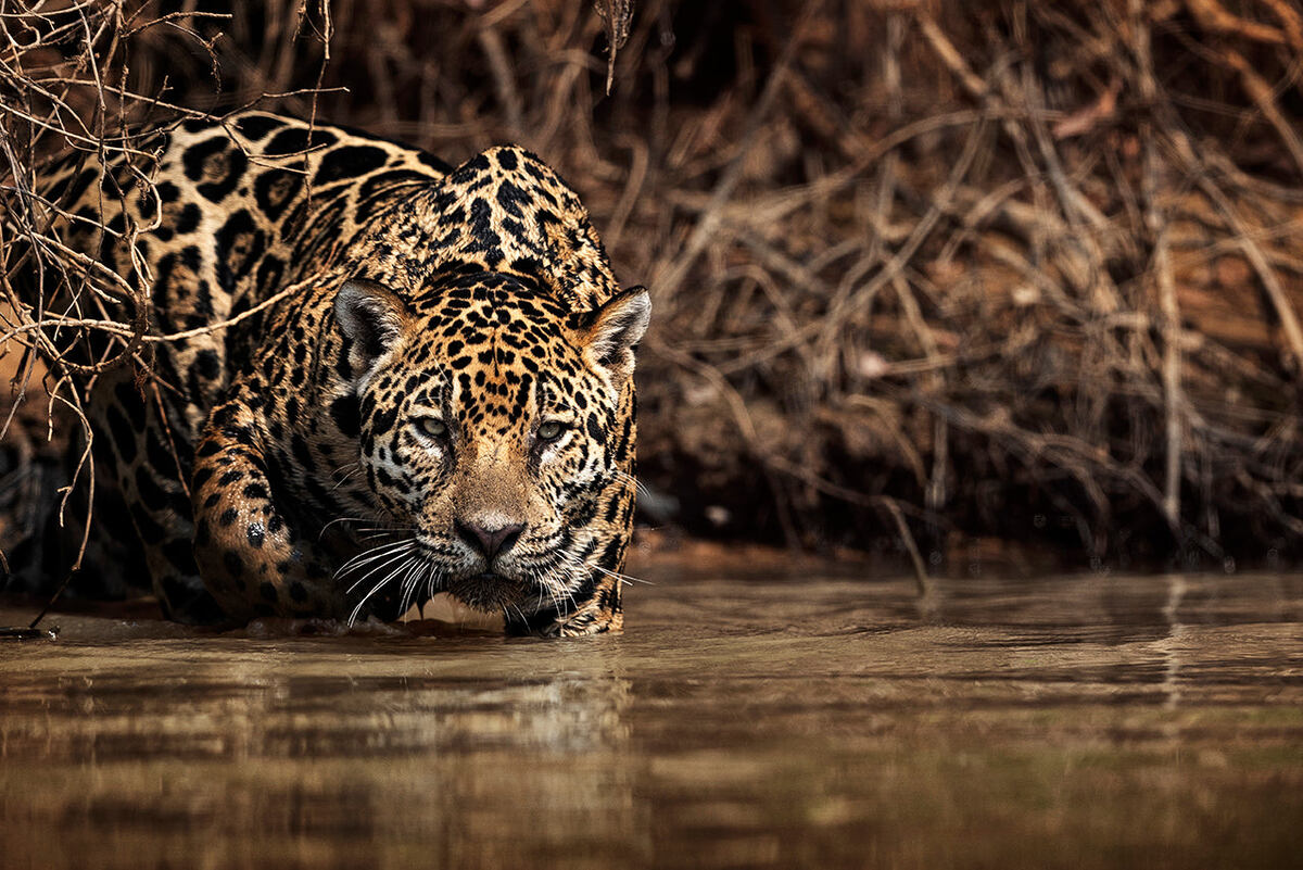 Розетки с точками внутри — визитная карточка короля Амазонки.