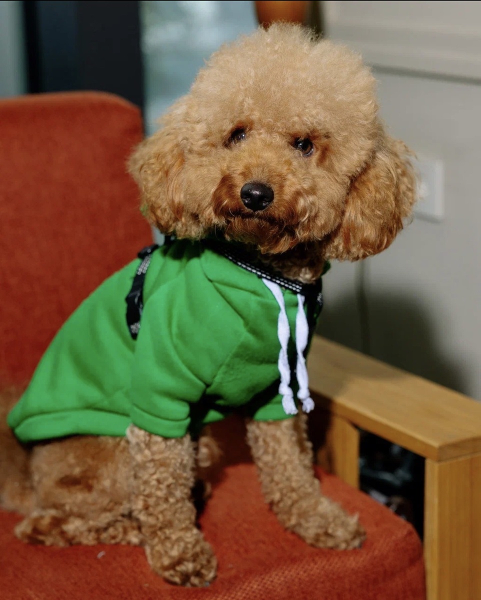 Любите больше собак или кошек? 