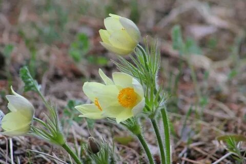 Фото из интернета. Подснежники.