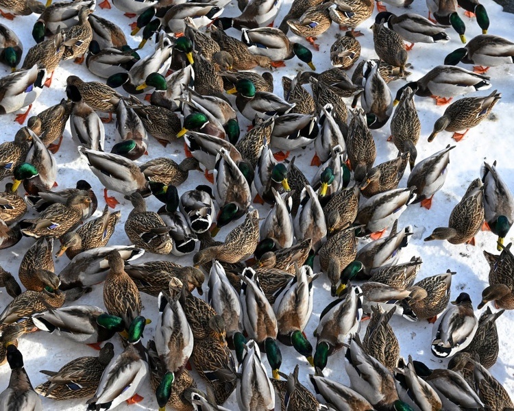     В Курской области жителей предупреждают о гололедице 6 марта