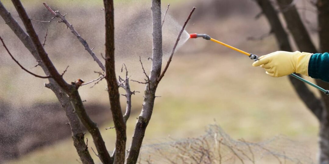 Первая обработка по голым веткам в марте в саду - важные правила