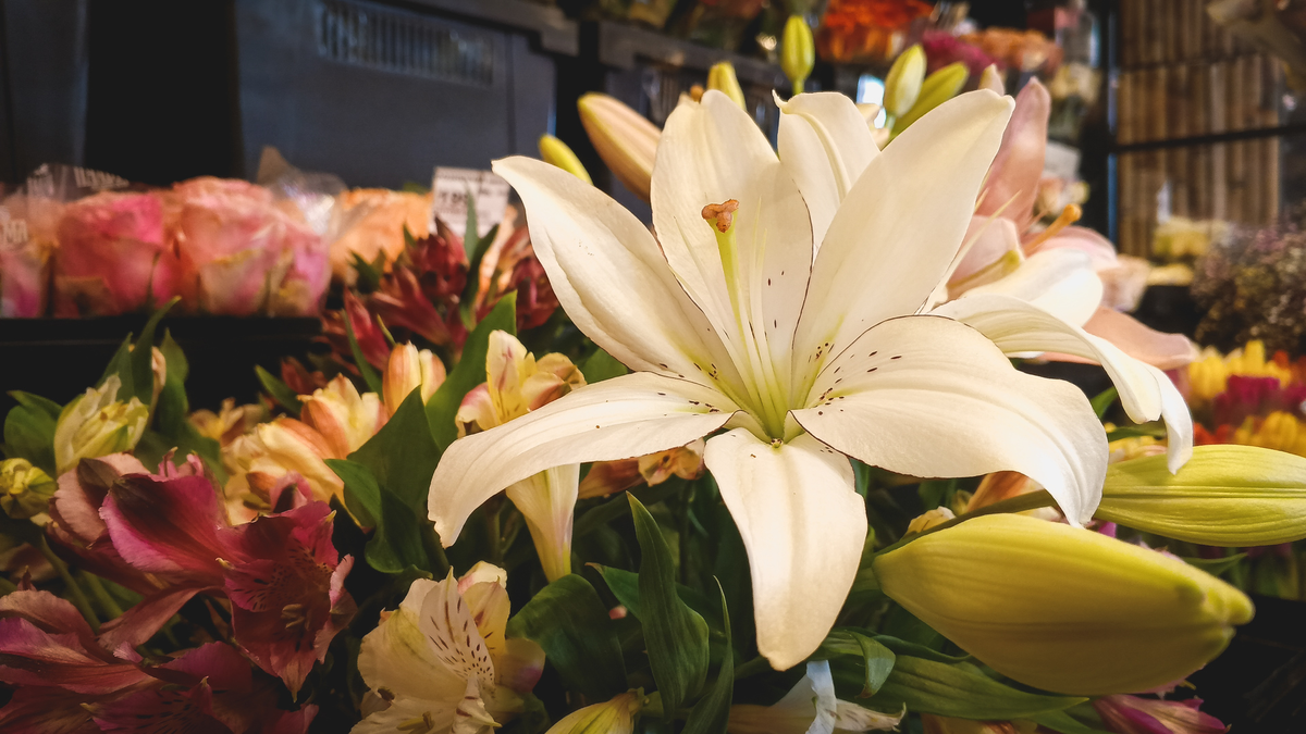 Некоторые цветы могут вызывать аллергию. Фото: 1MI