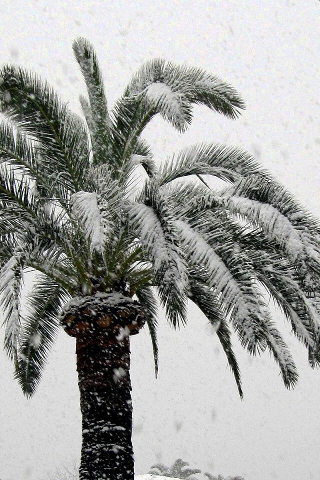 Ялтинская набережная, 2026