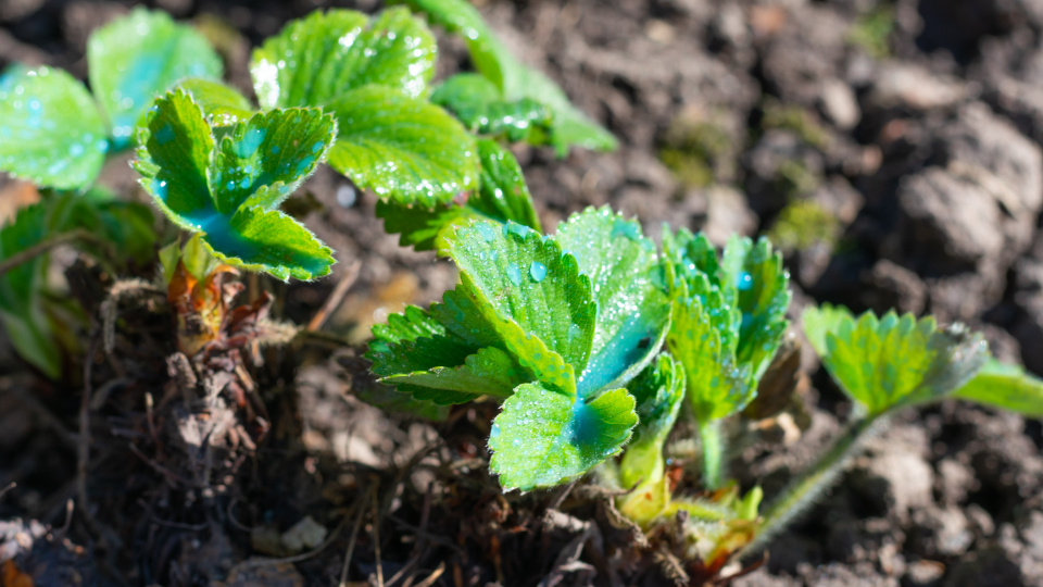 Обработка клубники весной. Фото: shutterstock.com
