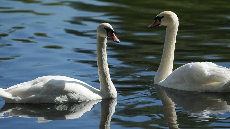 Фото: © ИЗВЕСТИЯ/Дмитрий Коротаев