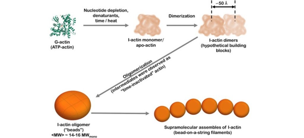    Схема сборки злокачественного короткого олигомера I-актина при нейродегенеративных заболеваниях