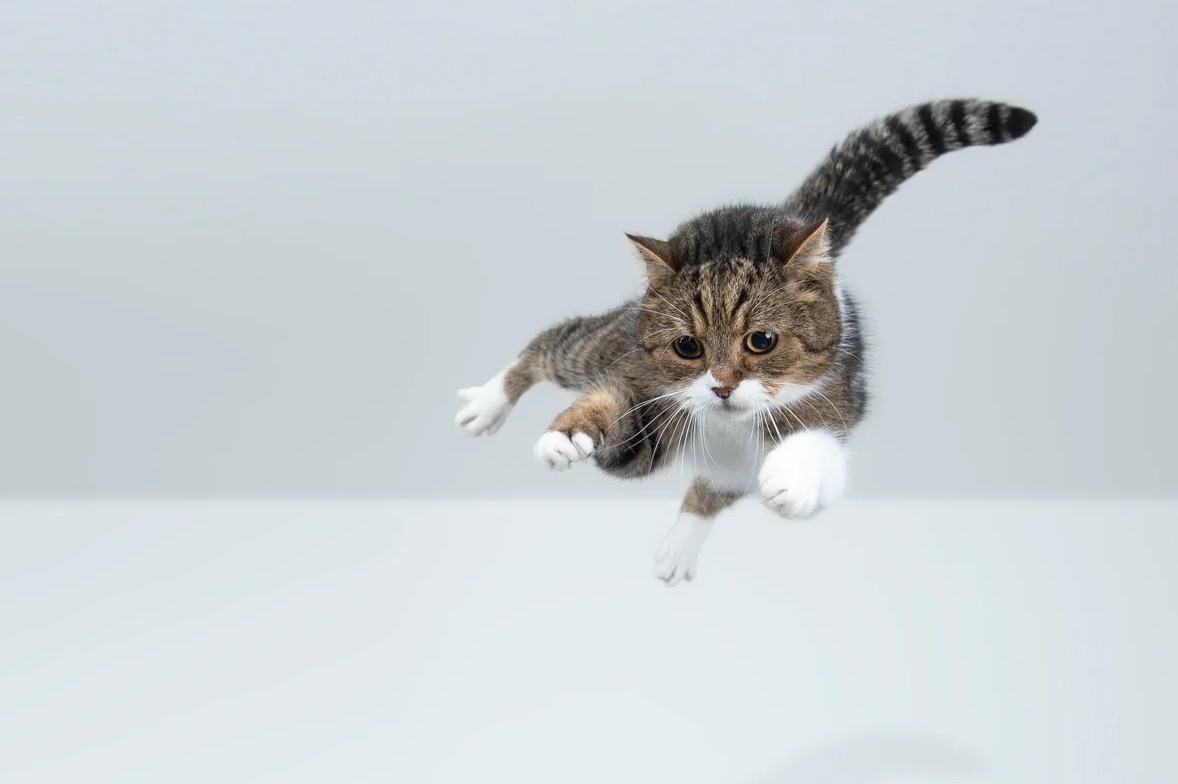    Фигуристы и кошки используют один и тот же принцип. Только фигуристам нужны годы тренировок, а котики рождаются с этим навыком. Источник изображения: scientificamerican.com