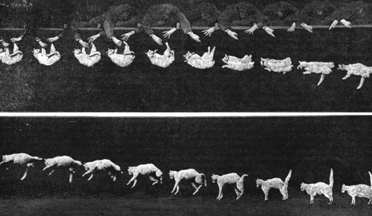    Именно эти фотографии конца 19 века сломали мозг целому поколению физиков. И неудивительно — кошка буквально нарушала законы природы на камеру. Источник изображения: scientificamerican.com
