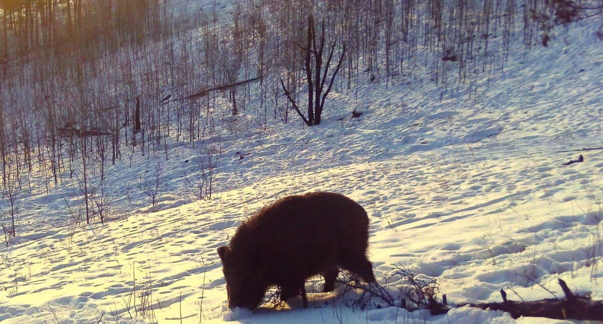    Фото: Пресс-служба Минприроды Забайкалья   📷   Фото: Пресс-служба Минприроды Забайкалья