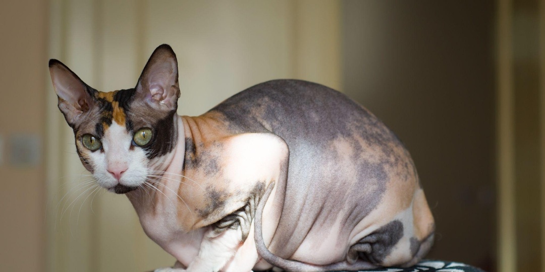 Свинкс: исчезающая тень и вечная доброта